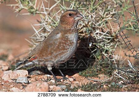 Close-up of Crimson-winged Finch (Rhodopechys sanguinea) on pebbles View Large Photo Image Stock Photo - Close-up of Crimson-winged Finch (Rhodopechys sanguinea) on pebbles . Fotosearch
