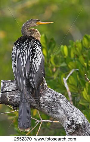 Close-up of Darter (Anhinga anhinga) bird perching on branch View Large Photo Image Stock Image - Close-up of Darter (Anhinga anhinga) bird perching on branch . Fotosearch