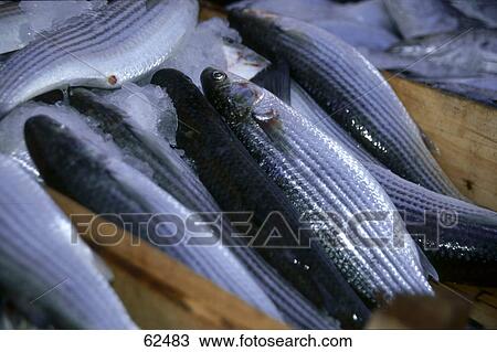 Close-up of dead fish in ice View Large Photo Image Stock Image - Close-up of dead fish in ice . Fotosearch
