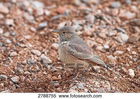 Stock Photography - Close-up of Desert Lark (Ammomanes deserti) on pebbles . Fotosearch