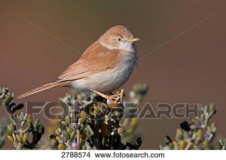 Picture - Close-up of Desert Warbler (Sylvia Nana) perching on bush . Fotosearch