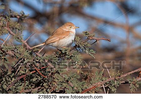 Stock Image - Close-up of Desert Warbler (Sylvia Nana) perching on bush . Fotosearch