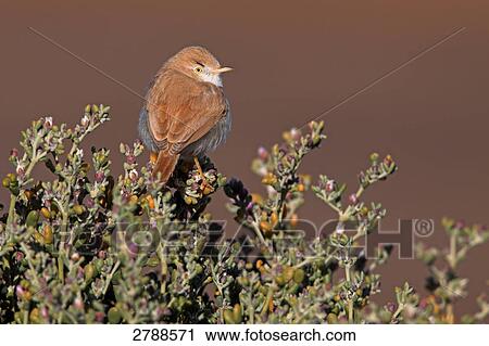 Stock Image - Close-up of Desert Warbler (Sylvia Nana) perching on bush . Fotosearch