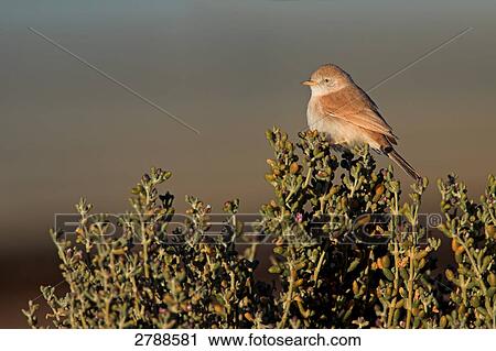 Stock Image - Close-up of Desert Warbler (Sylvia Nana) perching on bush . Fotosearch
