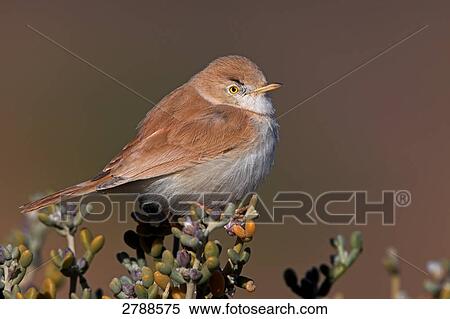 Close-up of Desert Warbler (Sylvia Nana) perching on bush View Large Photo Image Stock Photography - Close-up of Desert Warbler (Sylvia Nana) perching on bush . Fotosearch