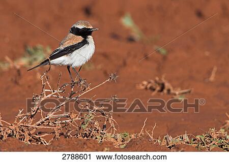 Stock Image - Close-up of Desert Wheatear (Oenanthe deserti) bird perching on bush . Fotosearch