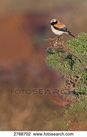 Close-up of Desert Wheatear (Oenanthe deserti) perching on branch View Large Photo Image Stock Image - Close-up of Desert Wheatear (Oenanthe deserti) perching on branch . Fotosearch