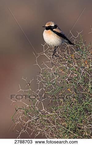 Stock Image - Close-up of Desert Wheatear (Oenanthe deserti) perching on branch . Fotosearch