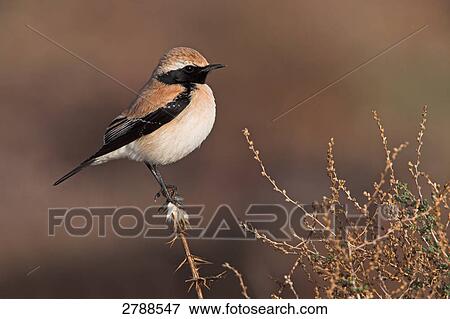 Close-up of Desert Wheatear (Oenanthe deserti) perching on bush View Large Photo Image Stock Photo - Close-up of Desert Wheatear (Oenanthe deserti) perching on bush . Fotosearch