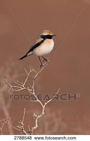 Close-up of Desert Wheatear (Oenanthe deserti) perching on twig View Large Photo Image Stock Photo - Close-up of Desert Wheatear (Oenanthe deserti) perching on twig . Fotosearch