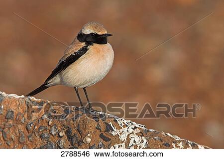 Stock Photograph - Close-up of Desert Wheatear (Oenanthe deserti) bird on wall . Fotosearch