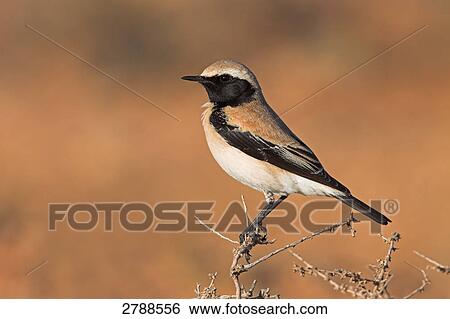 Stock Photograph - Close-up of Desert Wheatear (Oenanthe deserti) perching on twig . Fotosearch