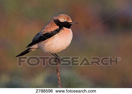 Close-up of Desert Wheatear (Oenanthe deserti) perching on twig View Large Photo Image Stock Photograph - Close-up of Desert Wheatear (Oenanthe deserti) perching on twig . Fotosearch