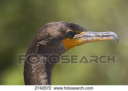 Close-up of Double-crested Cormorant (Phalacrocorax auritus), Everglades National Park, Florida, USA View Large Photo Image Stock Image - Close-up of Double-crested Cormorant (Phalacrocorax auritus), Everglades National Park, Florida, USA . Fotosearch