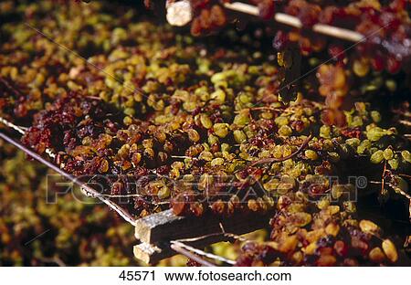 Close-up of dried grapes, Australia View Large Photo Image Stock Image - Close-up of dried grapes, Australia . Fotosearch