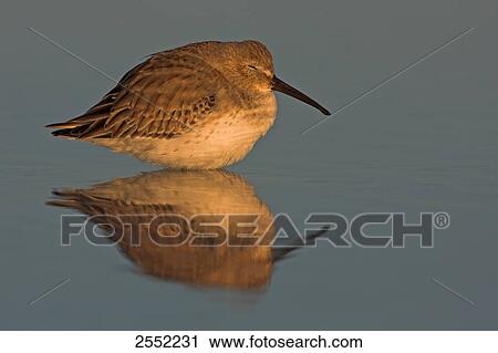 Close-up of Dunlin (Calidris alpina) in water View Large Photo Image Stock Image - Close-up of Dunlin (Calidris alpina) in water . Fotosearch