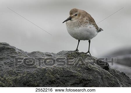 Stock Photograph - Close-up of Dunlin (Calidris alpina) on stone . Fotosearch