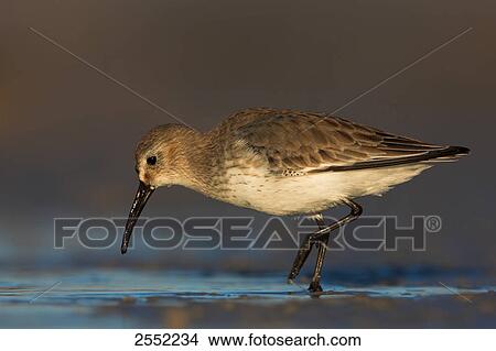 Picture - Close-up of Dunlin (Calidris alpina) foraging in shore . Fotosearch