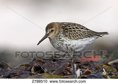 Stock Image - Close-up of Dunlin (Calidris alpina) bird walking on dry leaves . Fotosearch