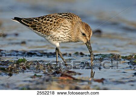 Close-up of Dunlin (Calidris alpina) foraging in water View Large Photo Image Stock Photo - Close-up of Dunlin (Calidris alpina) foraging in water . Fotosearch