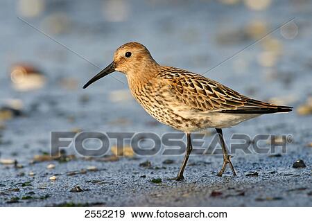 Close-up of Dunlin (Calidris alpina) walking at shore View Large Photo Image Stock Photo - Close-up of Dunlin (Calidris alpina) walking at shore . Fotosearch
