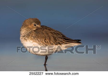 Close-up of Dunlin (Calidris alpina) standing in water View Large Photo Image Stock Photo - Close-up of Dunlin (Calidris alpina) standing in water . Fotosearch