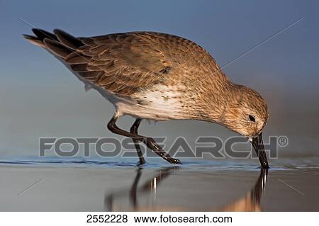 Close-up of Dunlin (Calidris alpina) foraging in water View Large Photo Image Stock Photo - Close-up of Dunlin (Calidris alpina) foraging in water . Fotosearch