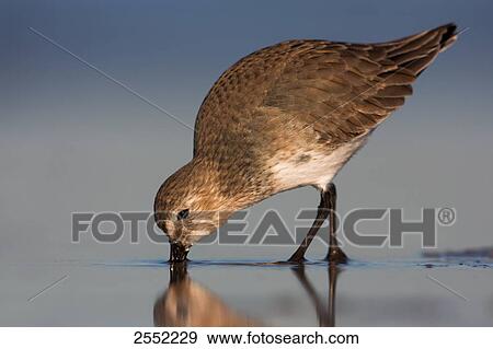Stock Photo - Close-up of Dunlin (Calidris alpina) foraging in water . Fotosearch