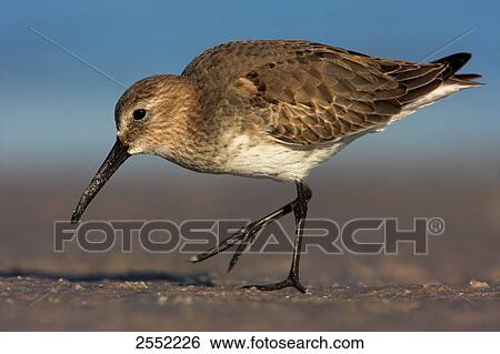 Close-up of Dunlin (Calidris alpina) walking in field View Large Photo Image Stock Photograph - Close-up of Dunlin (Calidris alpina) walking in field . Fotosearch
