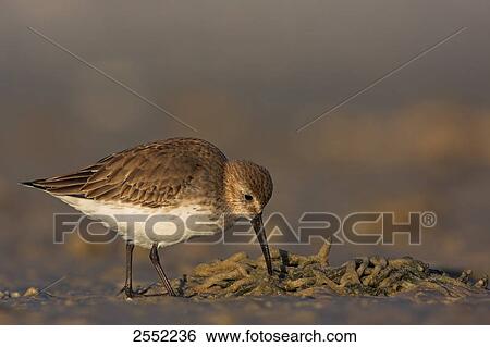Close-up of Dunlin (Calidris alpina) foraging in field View Large Photo Image Stock Photograph - Close-up of Dunlin (Calidris alpina) foraging in field . Fotosearch