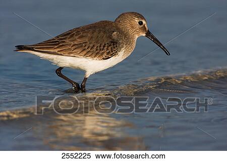 Close-up of Dunlin (Calidris alpina) walking in water View Large Photo Image Stock Photography - Close-up of Dunlin (Calidris alpina) walking in water . Fotosearch