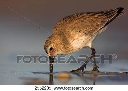 Close-up of Dunlin (Calidris alpina) foraging in shore View Large Photo Image Stock Photography - Close-up of Dunlin (Calidris alpina) foraging in shore . Fotosearch