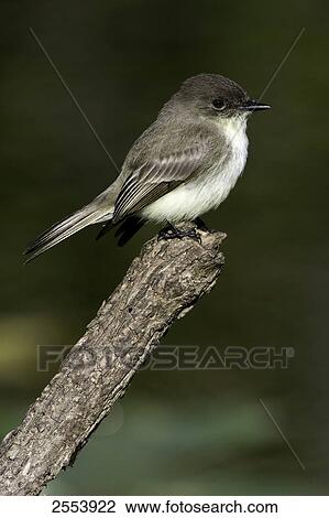 Stock Image - Close-up of Eastern Phoebe (Sayornis phoebe) perching on branch . Fotosearch
