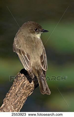 Close-up of Eastern Phoebe (Sayornis phoebe) perching on branch View Large Photo Image Stock Image - Close-up of Eastern Phoebe (Sayornis phoebe) perching on branch . Fotosearch