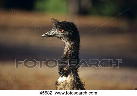 Close-up of Emu (Dromaius novaehollandiae), Australia View Large Photo Image Stock Image - Close-up of Emu (Dromaius novaehollandiae), Australia . Fotosearch