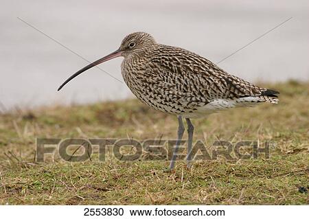 Stock Image - Close-up of Eurasian Curlew (Numenius arquata) in field . Fotosearch
