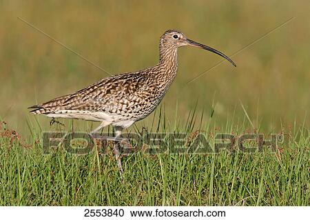 Close-up of Eurasian Curlew (Numenius Arquata) walking in field View Large Photo Image Stock Image - Close-up of Eurasian Curlew (Numenius Arquata) walking in field . Fotosearch