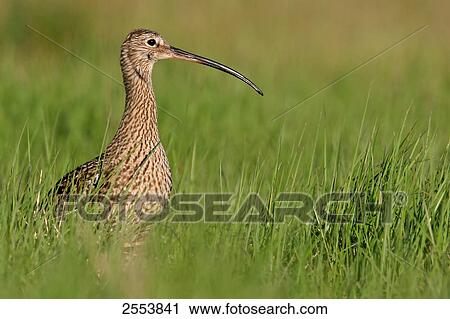 Close-up of Eurasian Curlew (Numenius Arquata) in field View Large Photo Image Stock Image - Close-up of Eurasian Curlew (Numenius Arquata) in field . Fotosearch
