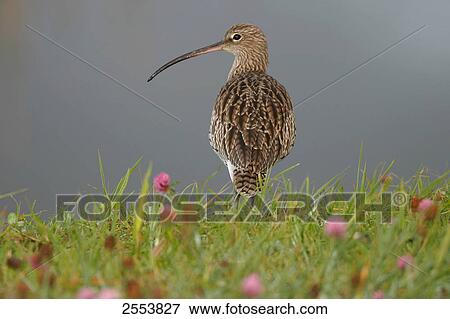 Stock Photo - Close-up of Eurasian Curlew (Numenius arquata) in field . Fotosearch