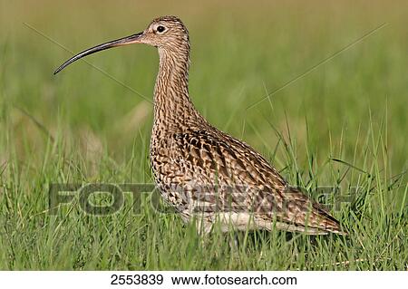 Stock Photo - Close-up of Eurasian Curlew (Numenius Arquata) in field . Fotosearch