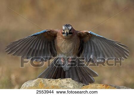 Close-up of Eurasian Jay (Garrulus Glandarius) landing on stone View Large Photo Image Picture - Close-up of Eurasian Jay (Garrulus Glandarius) landing on stone . Fotosearch