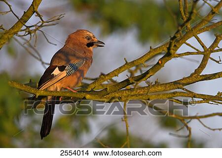 Picture - Close-up of Eurasian Jay (Garrulus Glandarius) perching on twig . Fotosearch
