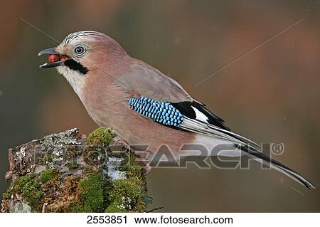 Close-up of Eurasian Jay (Garrulus glandarius) perching on branch View Large Photo Image Stock Image - Close-up of Eurasian Jay (Garrulus glandarius) perching on branch . Fotosearch