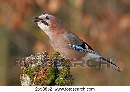 Close-up of Eurasian Jay (Garrulus glandarius) perching on branch View Large Photo Image Stock Image - Close-up of Eurasian Jay (Garrulus glandarius) perching on branch . Fotosearch