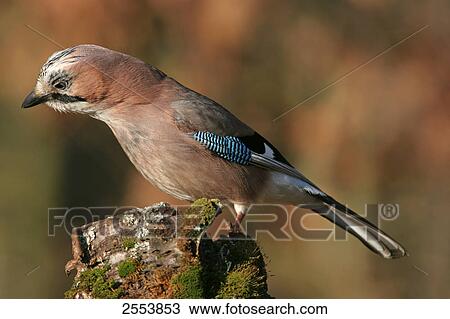 Close-up of Eurasian Jay (Garrulus glandarius) perching on branch View Large Photo Image Stock Image - Close-up of Eurasian Jay (Garrulus glandarius) perching on branch . Fotosearch