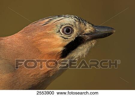 Close-up of Eurasian Jay (Garrulus glandarius) View Large Photo Image Stock Image - Close-up of Eurasian Jay (Garrulus glandarius) . Fotosearch
