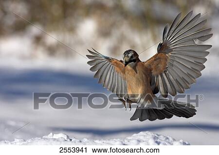 Stock Image - Close-up of Eurasian Jay (Garrulus Glandarius) landing on snow . Fotosearch