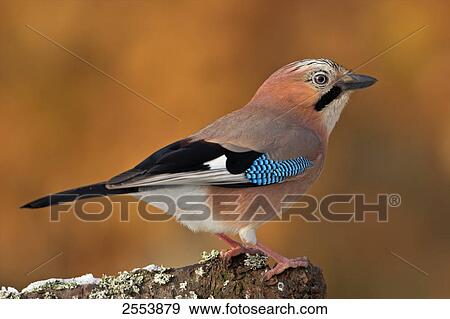 Close-up of Eurasian Jay (Garrulus glandarius) perching on branch View Large Photo Image Stock Photo - Close-up of Eurasian Jay (Garrulus glandarius) perching on branch . Fotosearch