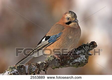 Close-up of Eurasian Jay (Garrulus glandarius) perching on branch View Large Photo Image Stock Photo - Close-up of Eurasian Jay (Garrulus glandarius) perching on branch . Fotosearch