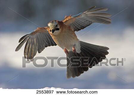 Stock Photo - Close-up of Eurasian Jay (Garrulus glandarius) in flight . Fotosearch